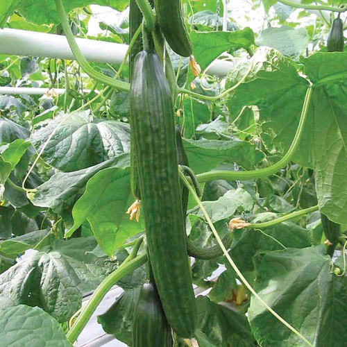 nobel cucumber f1